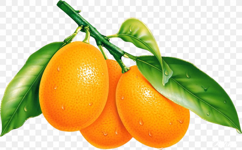 Orange Clip Art Image Illustration, PNG, 900x559px, Orange, Bitter Orange, Citric Acid, Citrus, Clementine Download Free