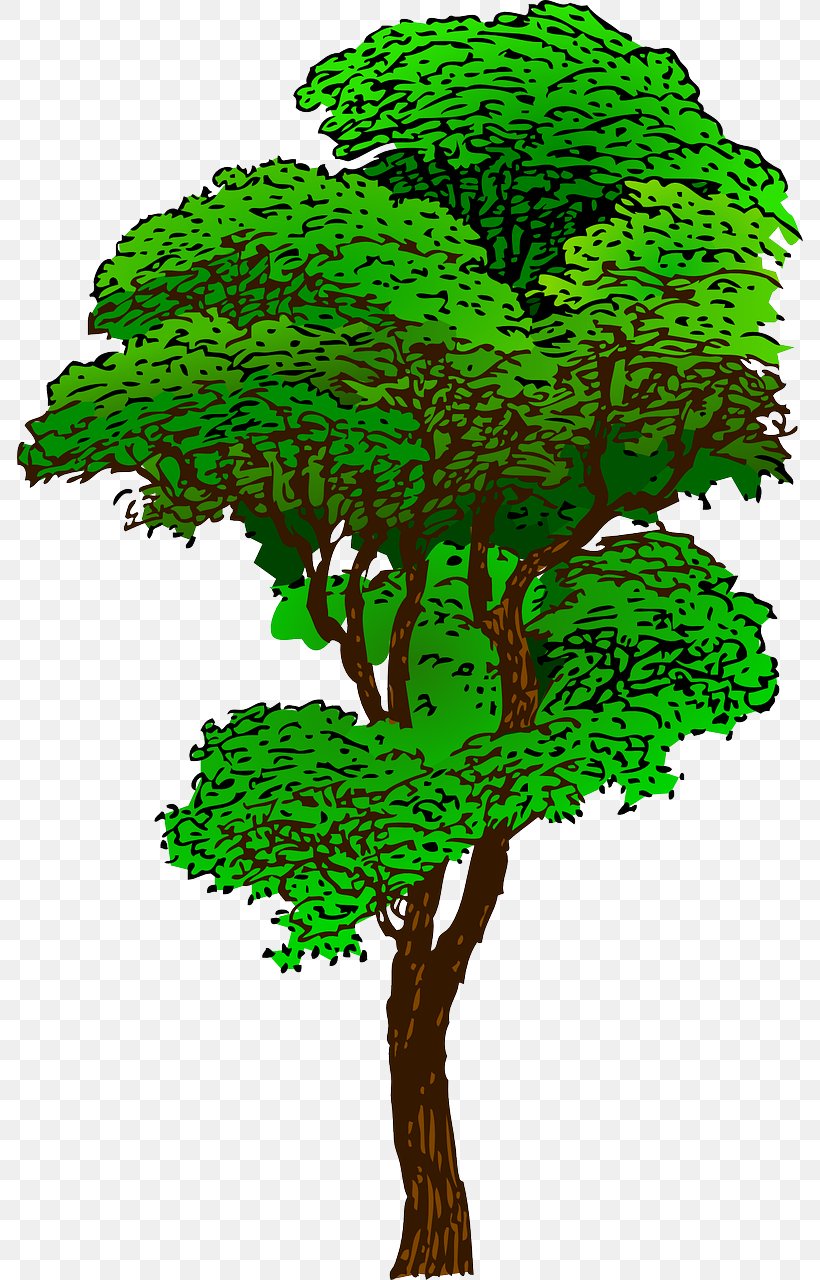 Tropical Rainforest Tree Clip Art, PNG, 786x1280px, Rainforest, Arecaceae, Branch, Document, Flowering Plant Download Free