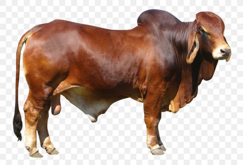 Beef Cattle Bull, PNG, 1177x802px, Cattle, Bull, Cattle Like Mammal, Cow Goat Family, Display Resolution Download Free