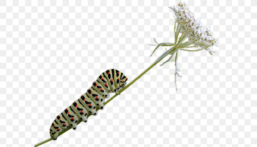 Caterpillar Butterfly Insect, PNG, 600x469px, Caterpillar, Animal, Arthropod, Bee, Biology Download Free