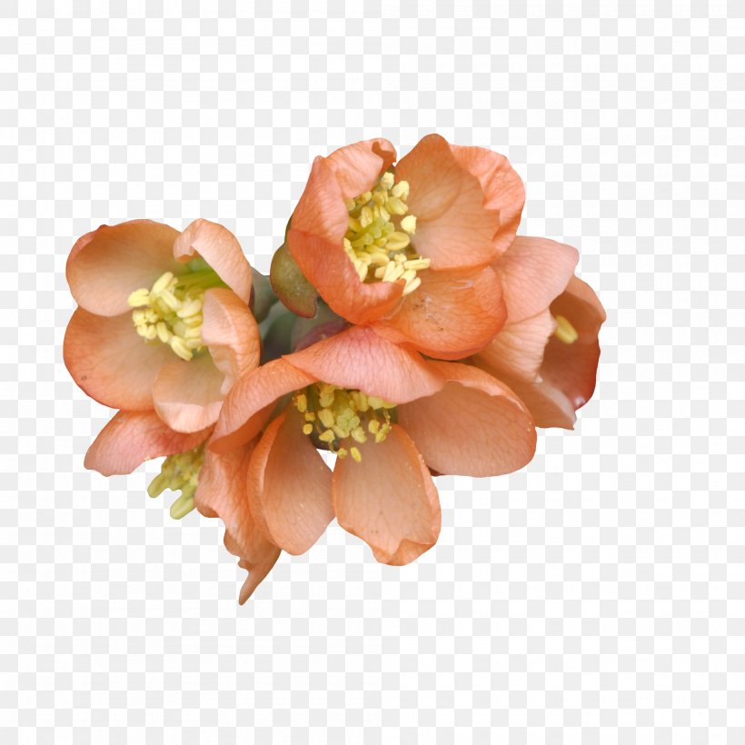 Flower Bouquet Peach Rose Wallpaper, PNG, 2000x2000px, Flower, Autumn, Blossom, Bud, Color Download Free