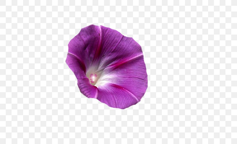 Flower Morning Glory Desktop Wallpaper, PNG, 600x500px, Flower, Flower Garden, Magenta, Morning Glory, Morning Glory Family Download Free