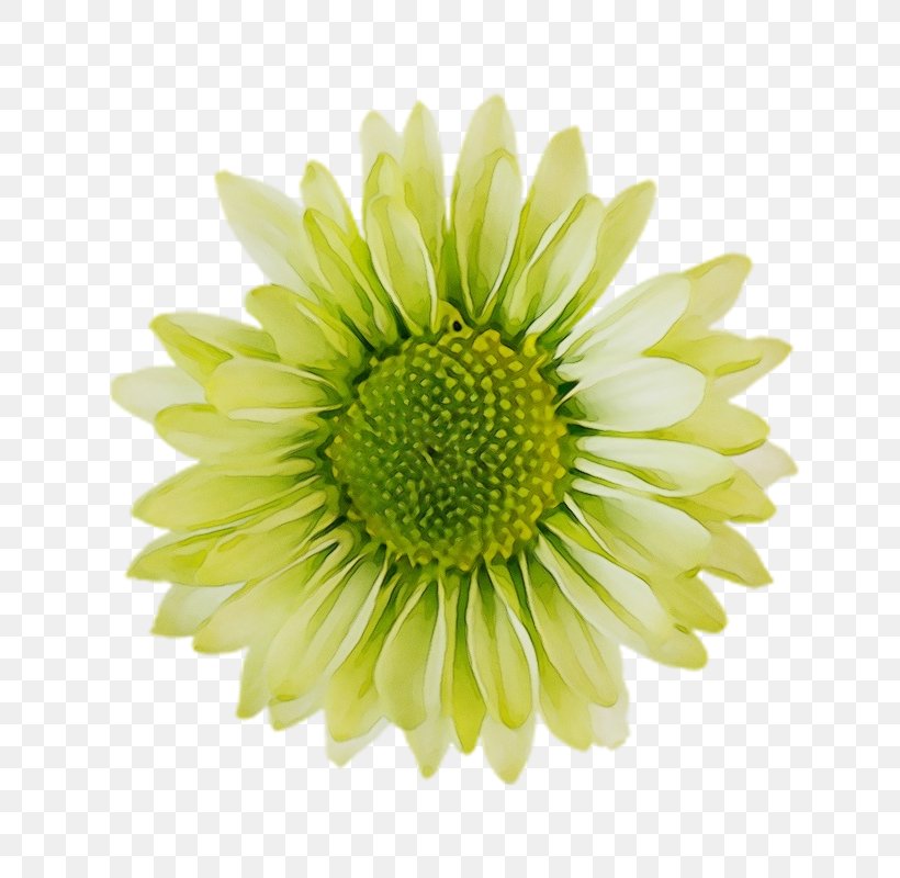 Flowers Background, PNG, 800x800px, Chrysanthemum, Chamomile, Coneflower, Cut Flowers, Daisy Family Download Free