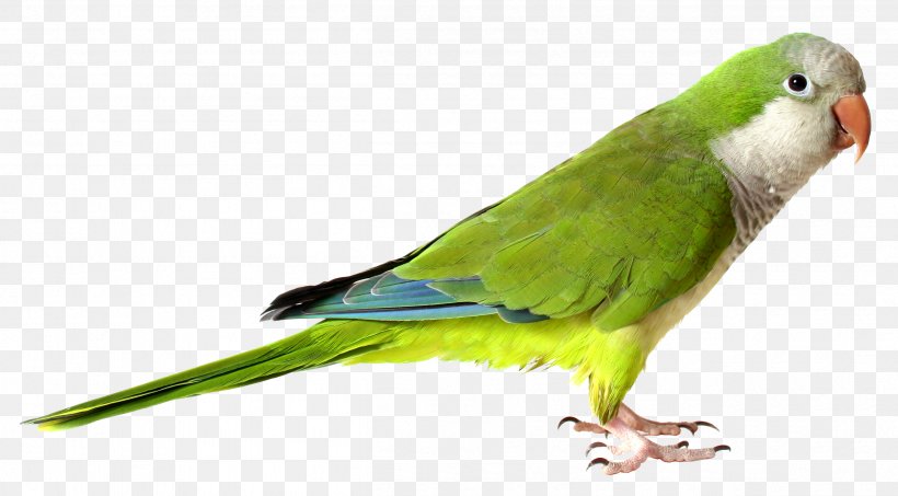 Monk Parakeet Parrot Bird Cockatiel Stock Photography, PNG, 2504x1384px, Monk Parakeet, Beak, Bird, Bird Colony, Cage Download Free