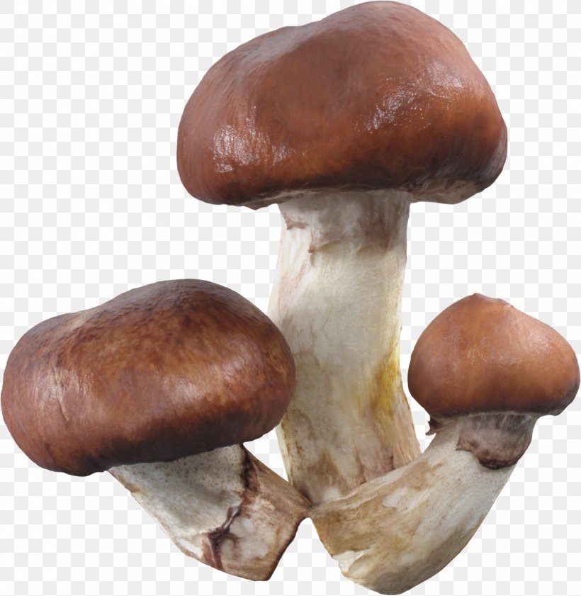 Pleurotus Eryngii Shiitake Medicinal Fungi Medicine Mushroom, PNG, 2344x2405px, Pleurotus Eryngii, Edible Mushroom, Ingredient, Medicinal Fungi, Medicinal Mushroom Download Free