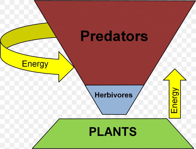 Trophic Level Ecological Pyramid Food Web Ecology Consumer, PNG, 1341x1024px, Trophic Level, Apex Predator, Area, Biology, Biomass Download Free