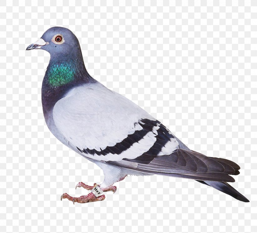 Bird Spikes Homing Pigeon Columbidae Bird Problems, PNG, 1120x1016px, Bird, Android, Beak, Bed Bug, Bird Control Download Free