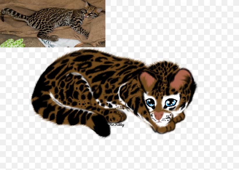 California Spangled Bengal Cat Whiskers Ocelot Wildcat, PNG, 900x643px, California Spangled, Animal, Bengal, Bengal Cat, Big Cat Download Free