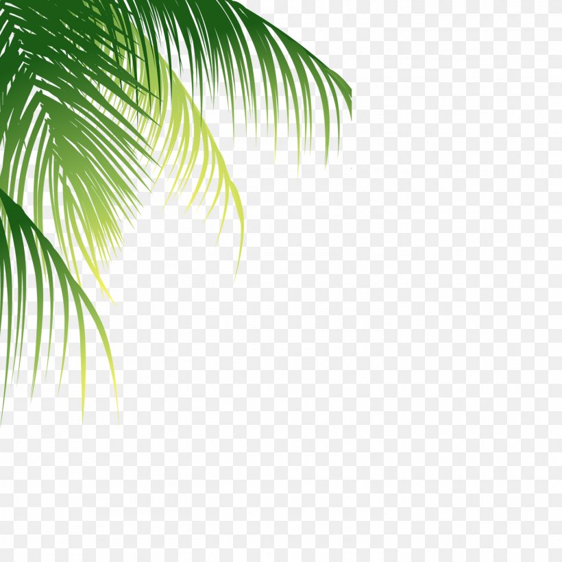 Coconut Euclidean Vector, PNG, 1500x1500px, Leaf, Coconut, Grass, Green, Palm Branch Download Free