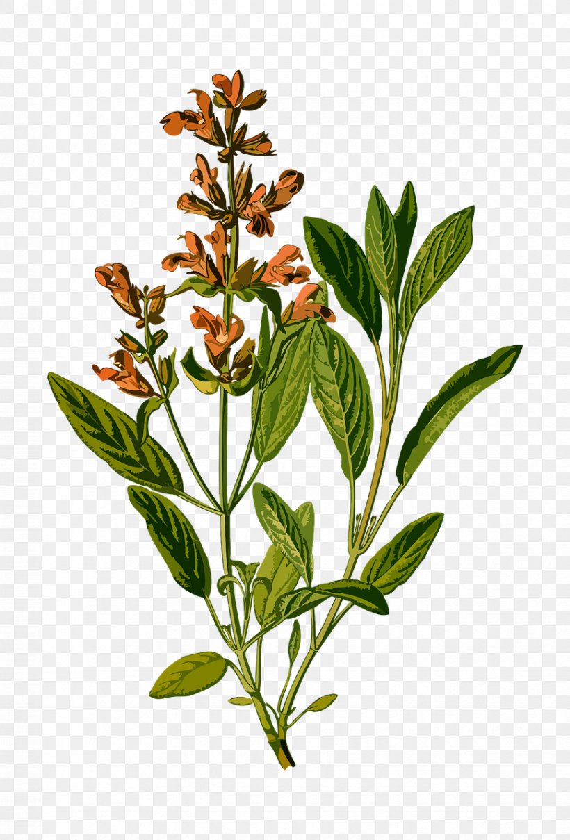 Common Sage Herb Medicinal Plants Botany, PNG, 868x1280px, Common Sage, Antique, Botanical Illustration, Botanical Prints, Botany Download Free