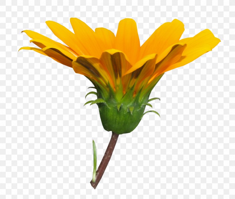 Dandelion Cut Flowers Petal Floral Design, PNG, 1500x1272px, Dandelion, Branch, Common Daisy, Cut Flowers, Daisy Family Download Free