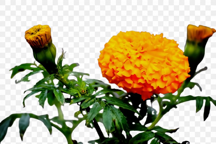 Flowers Background, PNG, 2448x1632px, Marigold, Bloom, Blossom, Chrysanthemum, Cut Flowers Download Free