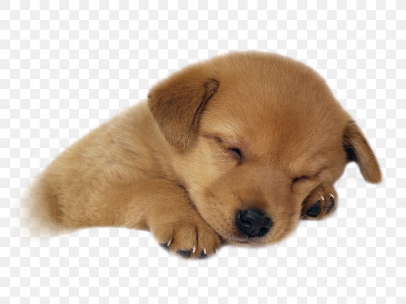 Puppy Golden Retriever Labrador Retriever Kitten Cuteness, PNG, 1280x960px, Puppy, Animal, Carnivoran, Cat, Companion Dog Download Free