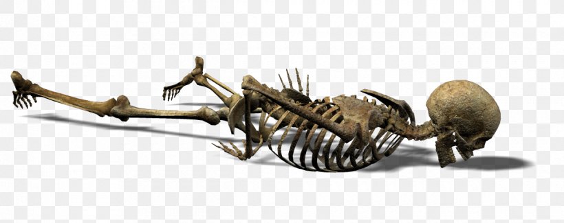 Human Skeleton Skull Endoskeleton Exoskeleton, PNG, 1220x485px, Skeleton, Alpha Channel, Alpha Compositing, Auto Part, Cytoskeleton Download Free