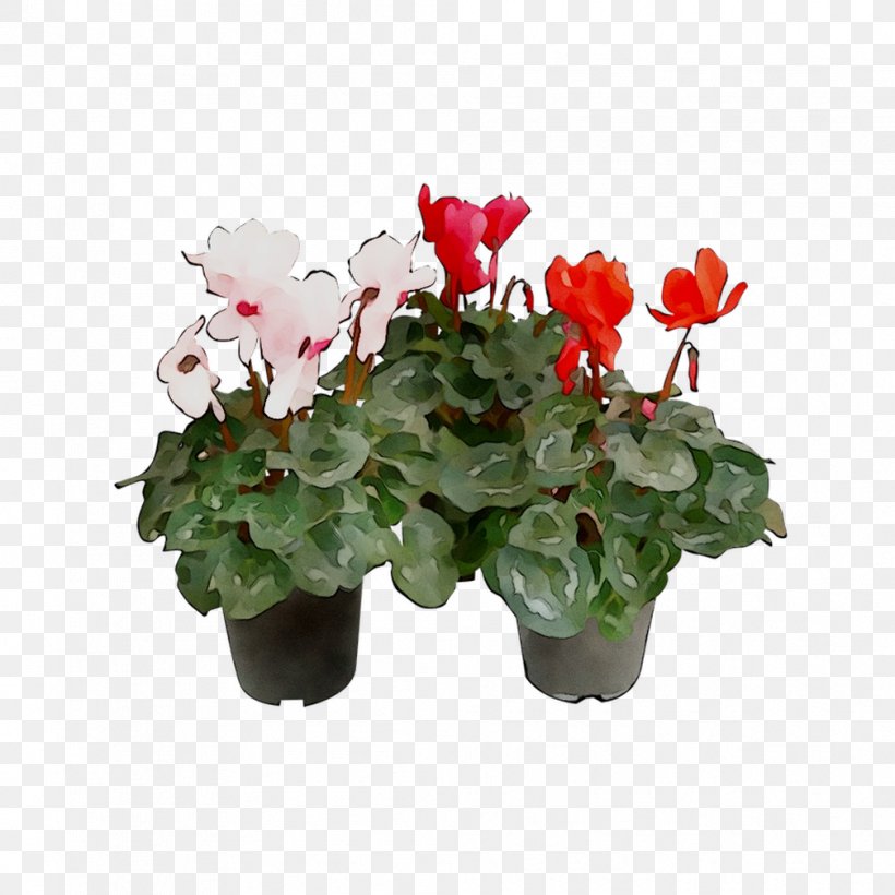 Cyclamen Flowerpot Houseplant Annual Plant, PNG, 1008x1008px, Cyclamen, Annual Plant, Artificial Flower, Begonia, Cut Flowers Download Free