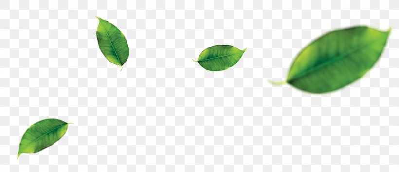 Green Tea Leaf Orange, PNG, 1486x645px, Tea, Banana Leaf, Drink, Food, Fruit Download Free