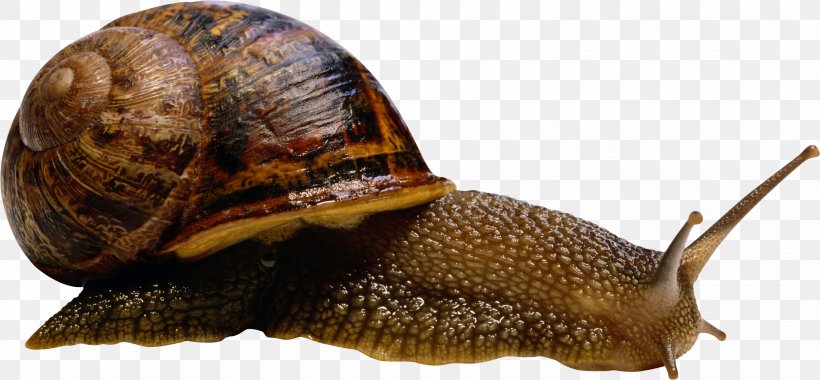 Sea Snail Slug Terrestrial Animal Compact Disc, PNG, 3496x1622px, Snail, Cornu Aspersum, Digital Image, Escargot, Gastropod Shell Download Free