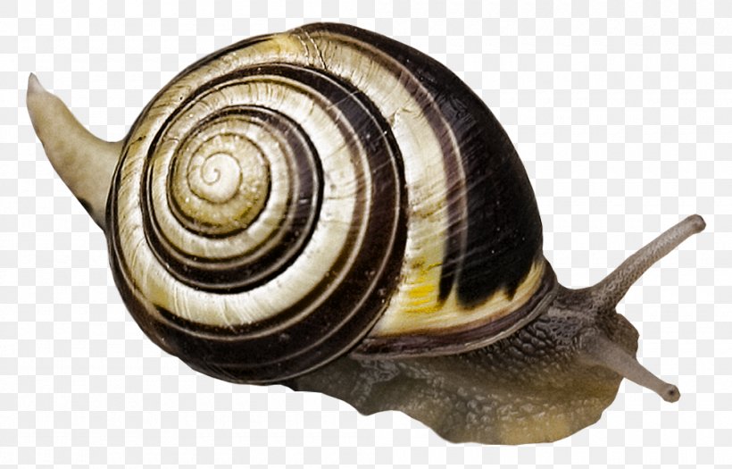 Snail Escargot Gastropod Shell Gastropods, PNG, 1000x641px, Snail, Animal, Digital Image, Escargot, Gastropod Shell Download Free