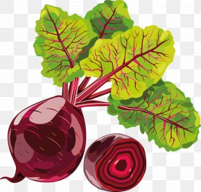 Beet - Sugar Beet Vegetable Beetroot Radish PNG