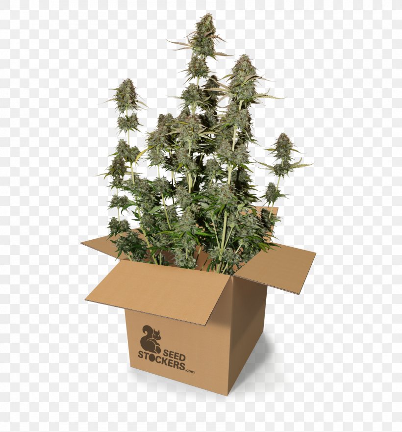 Autoflowering Cannabis Seed Cannabis Sativa Power Station Harvest, PNG, 1800x1935px, Autoflowering Cannabis, Cannabidiol, Cannabis, Cannabis Ruderalis, Cannabis Sativa Download Free
