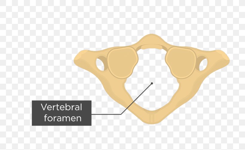 Bone Joint Atlas Cervical Vertebrae, PNG, 770x502px, Bone, Anatomy, Atlas, Axial Skeleton, Axis Download Free