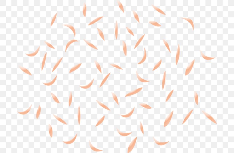 Line Angle Clip Art, PNG, 700x538px, Orange, Peach, Petal Download Free