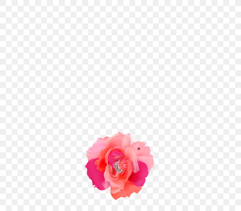 Pink M Cut Flowers Petal, PNG, 564x720px, Pink M, Cut Flowers, Flower, Flowering Plant, Magenta Download Free