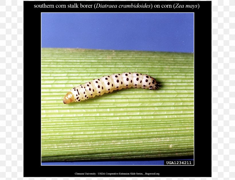 Stalk Borer Caterpillar Diatraea Crambidoides Maize Larva, PNG, 1500x1150px, Caterpillar, Ecosystem, Fauna, Grass, Insect Download Free