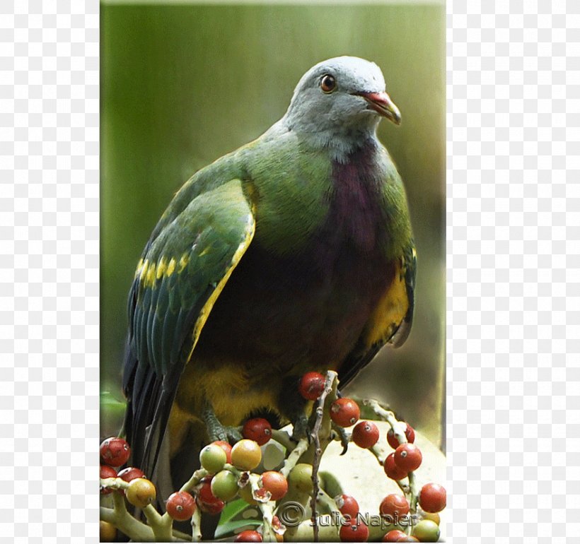 Beak Finches Fauna, PNG, 880x827px, Beak, Bird, Fauna, Finch, Finches Download Free