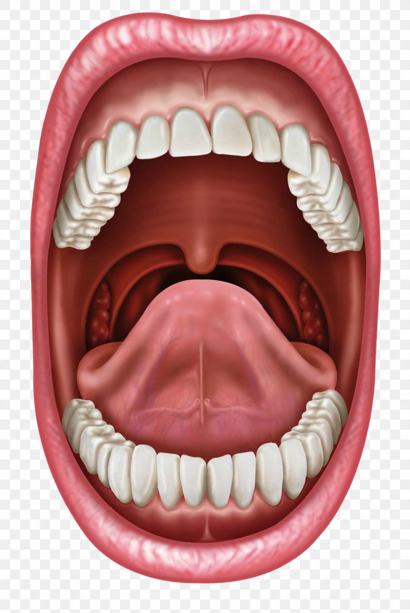 Human Mouth Tongue Stock Photography Lip, PNG, 831x1244px, Mouth, Ankyloglossia, Cheek, Chin, Close Up Download Free