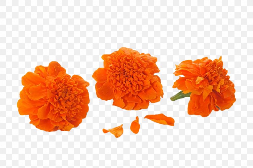 Mexican Marigold Orange Calendula Officinalis Cut Flowers, PNG, 1024x683px, Mexican Marigold, Calendula, Calendula Officinalis, Color, Cut Flowers Download Free