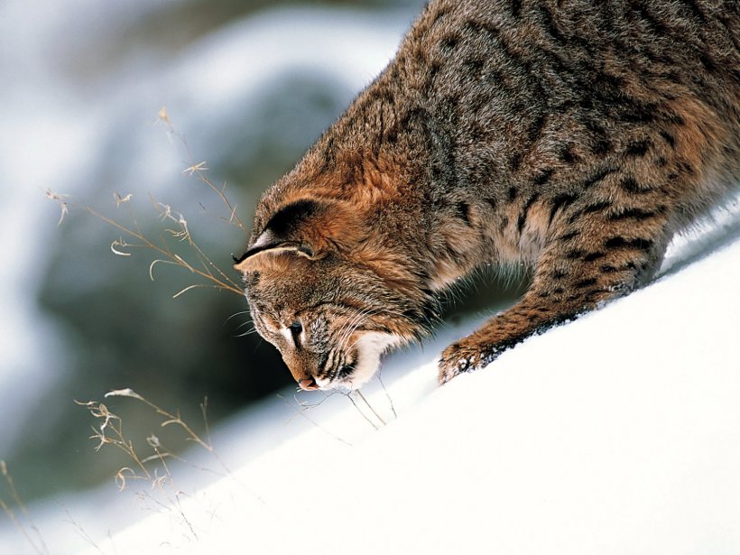Eurasian Lynx Canada Lynx Bobcat Felidae, PNG, 1600x1200px, Eurasian Lynx, Animal, Bobcat, California Spangled, Canada Download Free