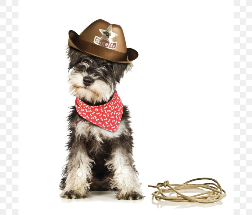 Miniature Schnauzer Puppy Schnoodle Terrier, PNG, 700x699px, Miniature Schnauzer, Animal, Carnivoran, Companion Dog, Dog Download Free