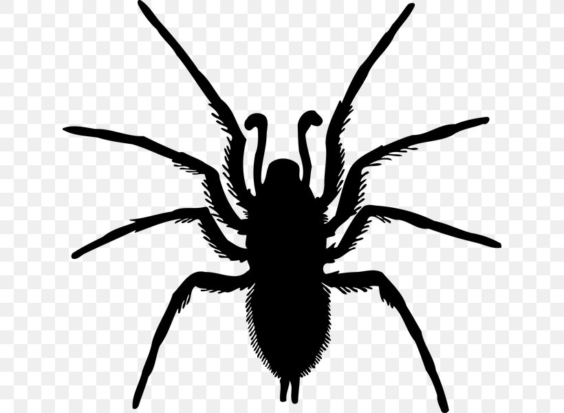 Spider Arthropod Die Insekten Clip Art, PNG, 638x600px, Spider, Arachnid, Arthropod, Black And White, Black House Spider Download Free