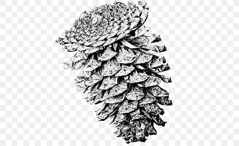 Spruce Lodgepole Pine Ponderosa Pine Conifer Cone Mountain Pine, PNG, 500x500px, Spruce, Black And White, Botanical Illustration, Conifer, Conifer Cone Download Free