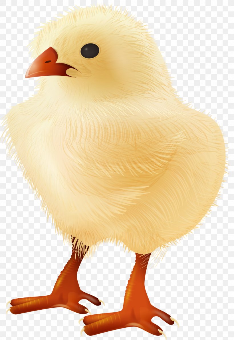 Yellow-hair Chicken Bird Clip Art, PNG, 1329x1930px, Yellowhair Chicken, Beak, Bird, Chicken, Cuteness Download Free