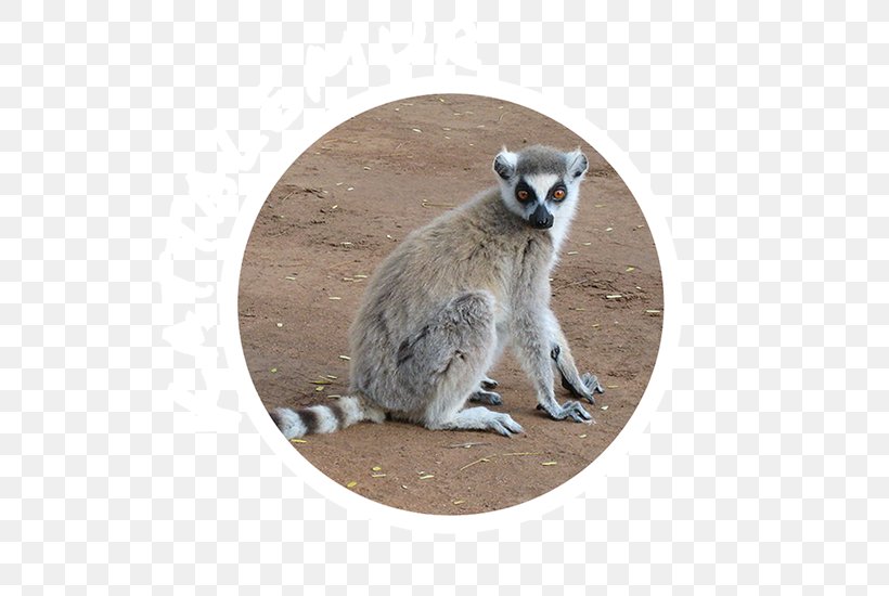 Berenty Reserve Verreaux's Sifaka Ring-tailed Lemur Prosimian, PNG, 550x550px, Ringtailed Lemur, Fauna, Homo Sapiens, Lemur, Lemuridae Download Free