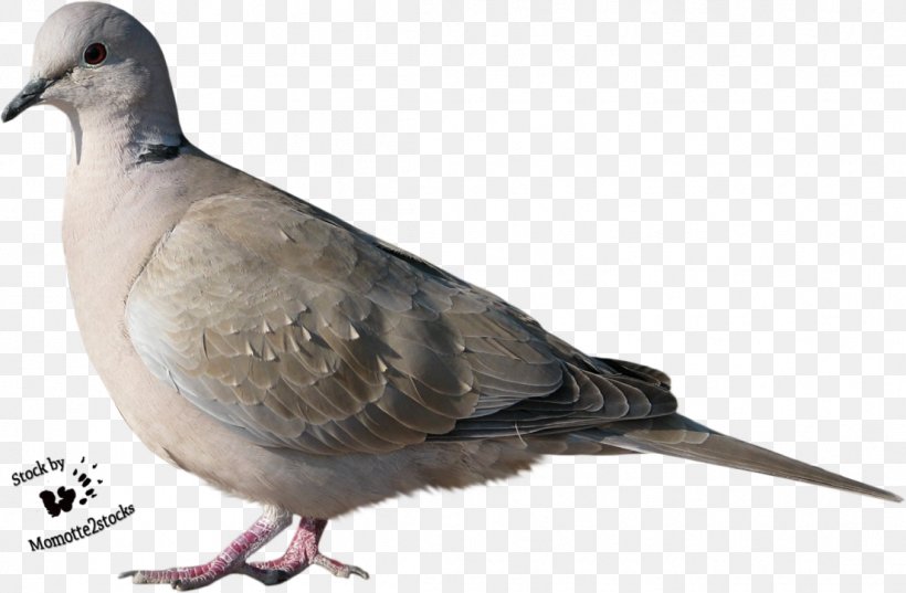 Bird Columbidae Trash Doves, PNG, 1104x724px, Bird, Animal, Beak, Columbidae, Deviantart Download Free