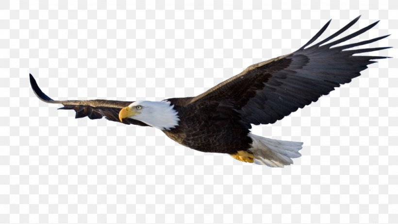 Bird Eagle Clip Art, PNG, 1024x576px, Bird, Accipitriformes, Bald Eagle, Beak, Bird Of Prey Download Free