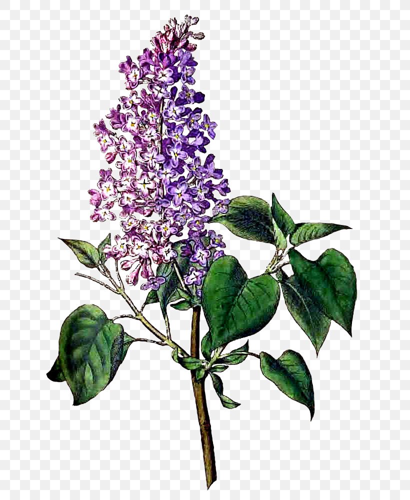 Common Lilac Clip Art Openclipart Free Content Image, PNG, 650x1000px, Common Lilac, Buddleia, Flower, Flowering Plant, Lilac Download Free