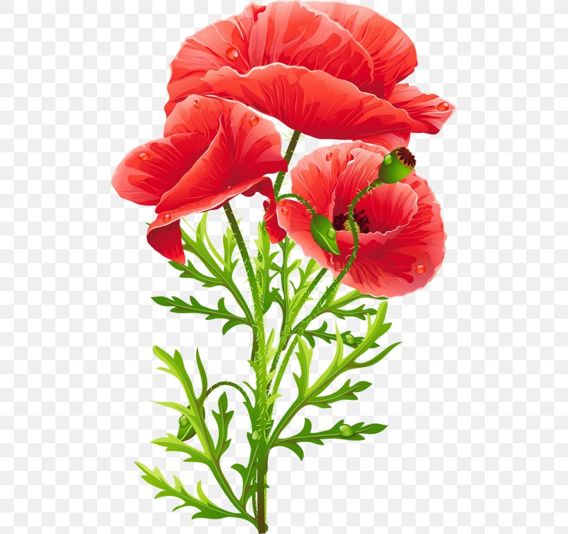 Common Poppy King Peppy Flower, PNG, 500x771px, Poppy, Annual Plant, Common Poppy, Coquelicot, Cut Flowers Download Free