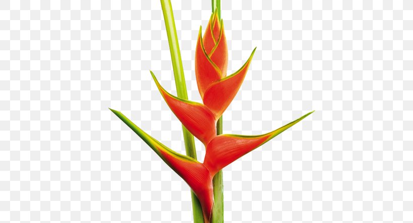 False Bird Of Paradise Heliconia Wagneriana Flower Heliconia Psittacorum Plant, PNG, 570x444px, False Bird Of Paradise, Banana, Bananas, Birdofparadise Plants, Bud Download Free