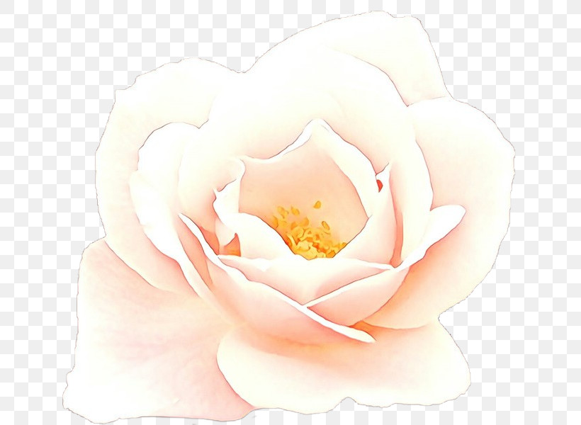 Garden Roses, PNG, 657x600px, White, Floribunda, Flower, Garden Roses, Petal Download Free