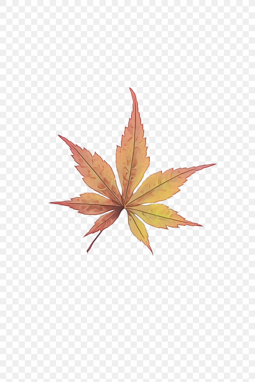 Maple Leaf, PNG, 1632x2448px, Watercolor, Flower, Leaf, Maple, Maple Leaf Download Free
