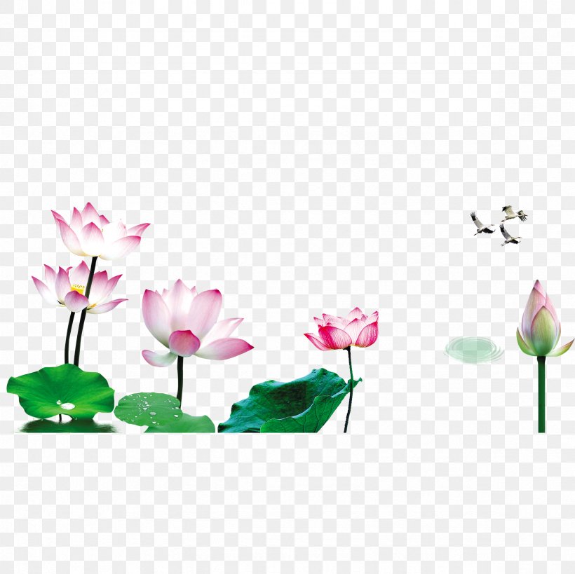 Nelumbo Nucifera Lotus Effect Floral Design, PNG, 2362x2362px, Nelumbo Nucifera, Flora, Floral Design, Floristry, Flower Download Free