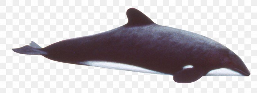 Tucuxi Common Bottlenose Dolphin Porpoise Animal, PNG, 1425x517px, Tucuxi, Animal, Animal Figure, Bottlenose Dolphin, Common Bottlenose Dolphin Download Free