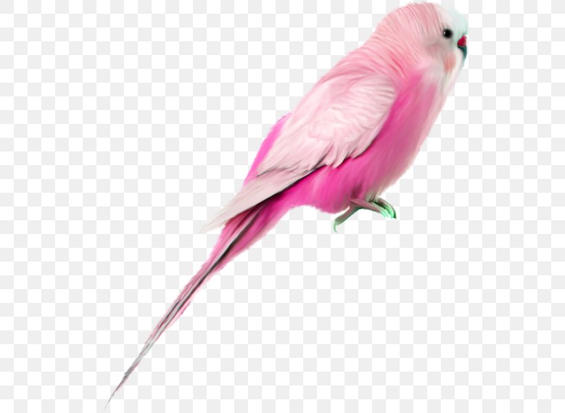 Hummingbird Galah Painting, PNG, 550x600px, Bird, Animal, Beak, Common Pet Parakeet, Coreldraw Download Free