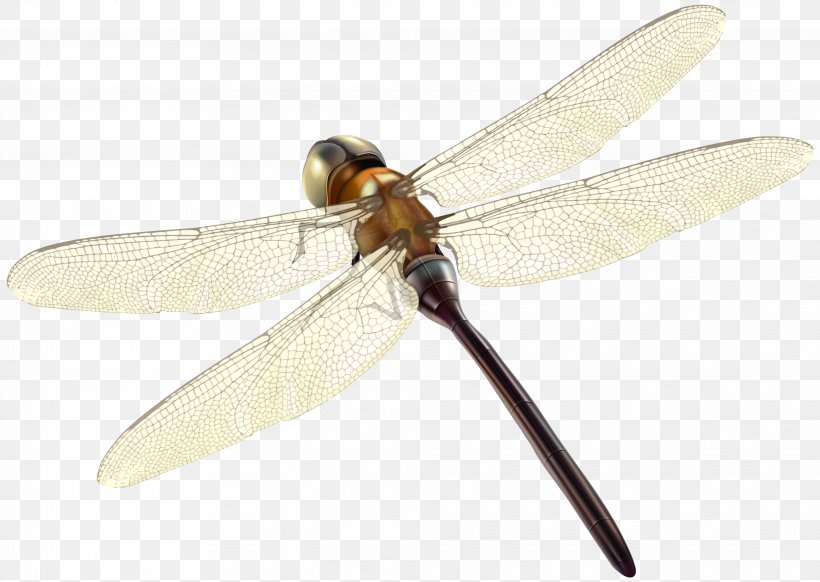 Insect Dragonfly Invertebrate Propeller Arthropod, PNG, 4062x2884px, Insect, Arthropod, Dragonflies And Damseflies, Dragonfly, Invertebrate Download Free