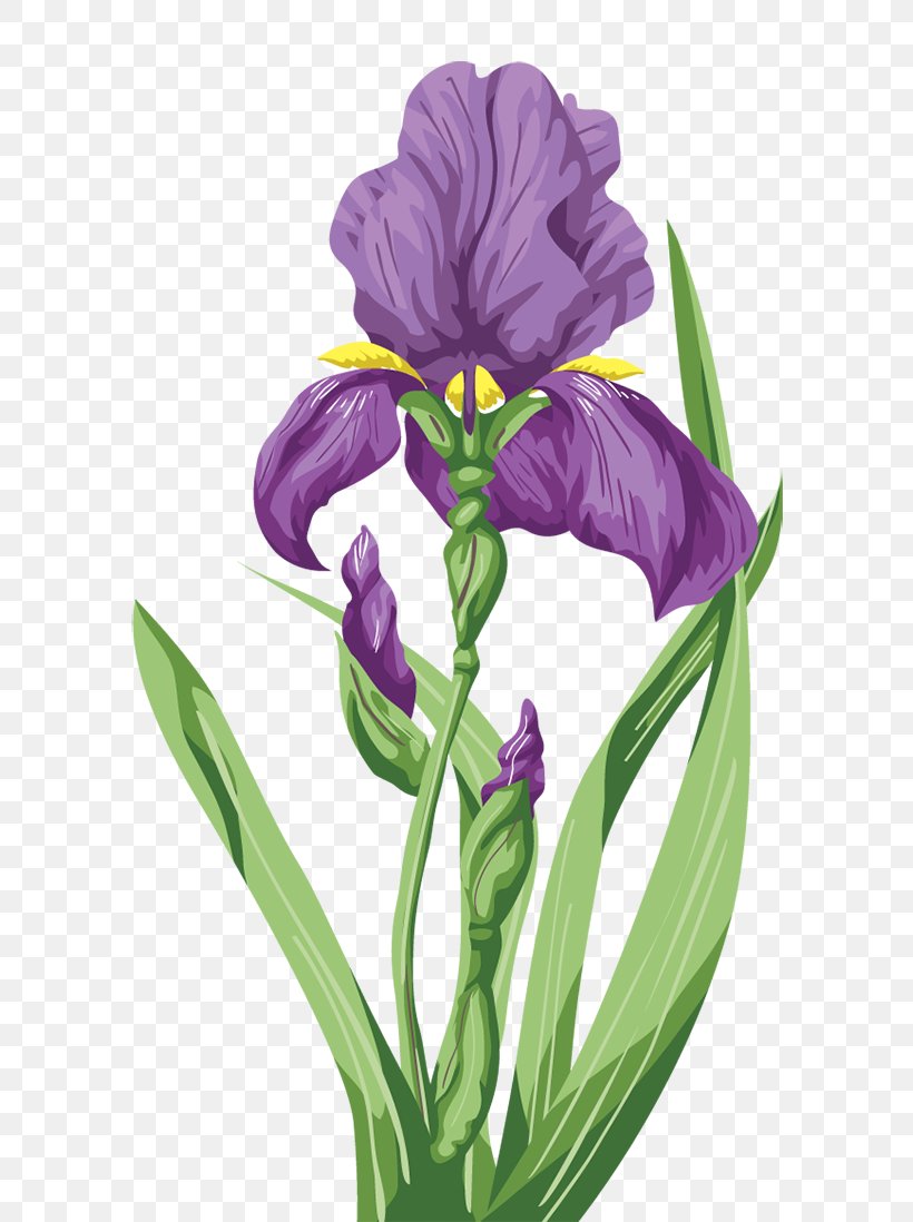 Iris Orris Root, PNG, 650x1098px, Iris, Cut Flowers, Flower, Flowering Plant, Iris Family Download Free