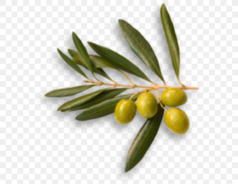 Australia Picual Olive Oil Food Olive Branch, PNG, 583x635px, Australia, Food, Fruit, Ingredient, Oil Download Free